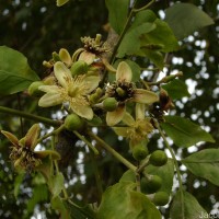 Aegle marmelos (L.) Corrêa